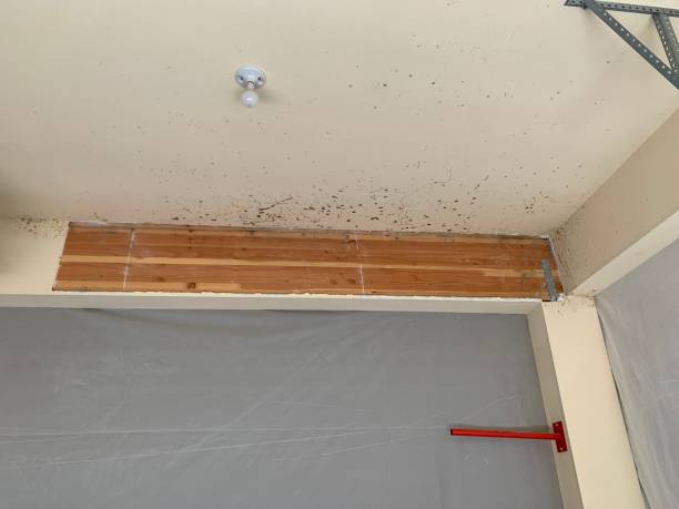 Best Industrial Mold Remediation  in Yale, MI